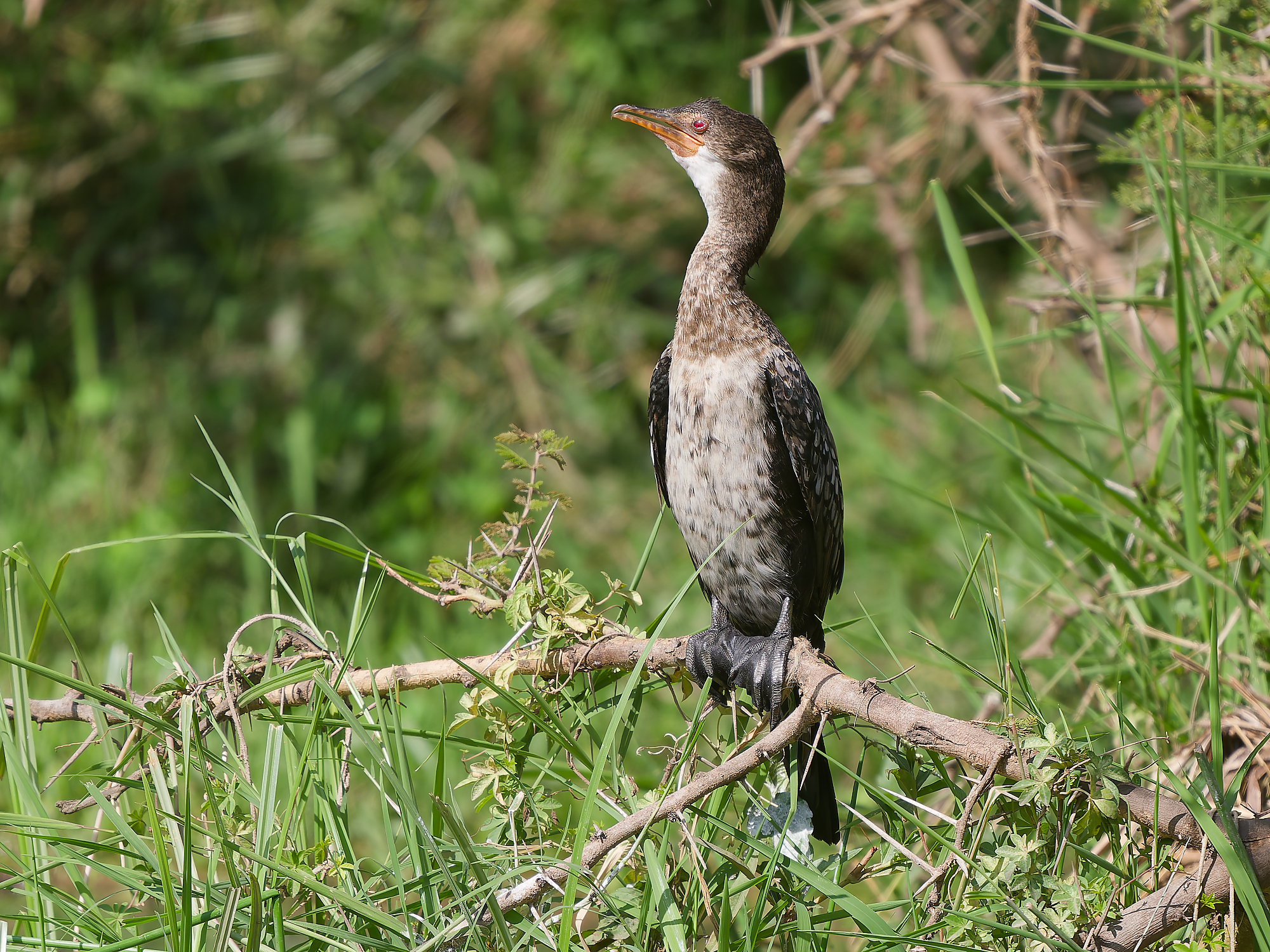 Reed cormorant (Microcarbo africanus)